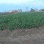 Rojava, Syria, Kurdistan, agriculture, cooperatives, coops, farming, economy
