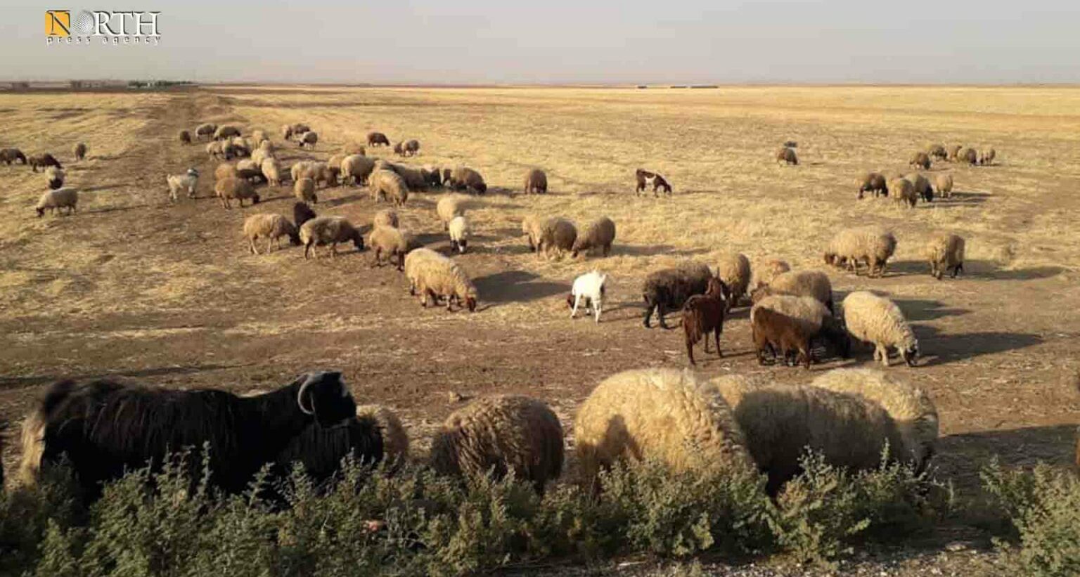 Sheep Raising Becomes Means of Money Saving in Syria’s Til Kocher – Co ...