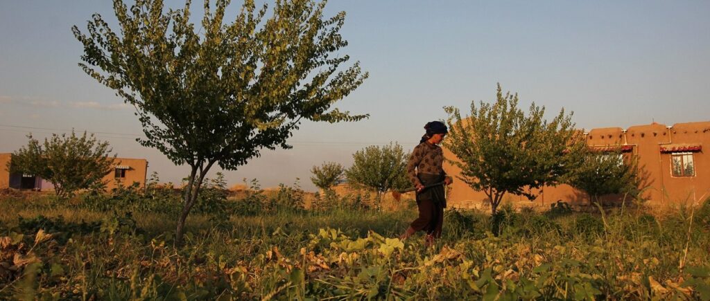 Women’s cooperatives overcome water wars and climate drought in Rojava ...